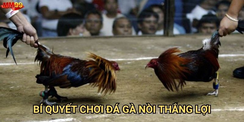 Đá gà nòi tại MM99 có gì đáng chú ý? 3 Bí quyết chơi đá gà nòi thắng lợi