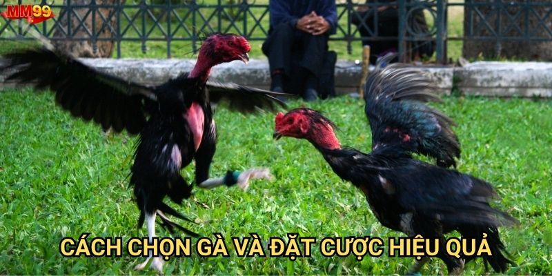 Đá gà cựa sắt tại MM99 có gì hấp dẫn đặc biệt? 3 Cách chọn gà và đặt cược hiệu quả