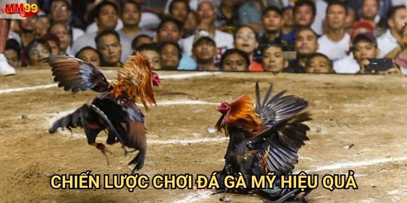 Đá gà mỹ tại MM99 có những ưu thế gì vượt trội? 3 Chiến lược chơi đá gà mỹ hiệu quả