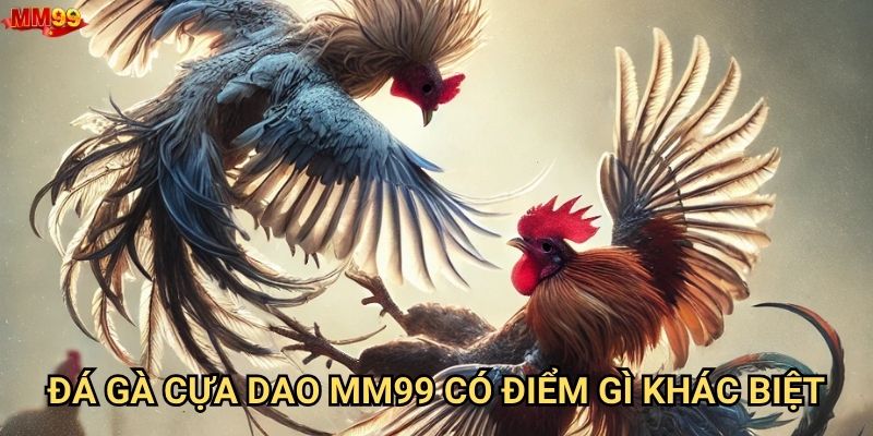 Tại sao Đá gà cựa dao tại MM99 lại được ưa chuộng? 2 Đá gà cựa dao MM99 có điểm gì khác biệt?