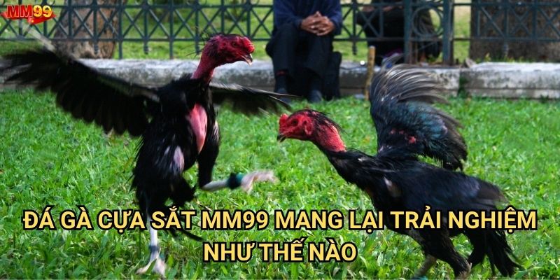 Đá gà cựa sắt tại MM99 có gì hấp dẫn đặc biệt? 2 Đá gà cựa sắt MM99 mang lại trải nghiệm như thế nào?