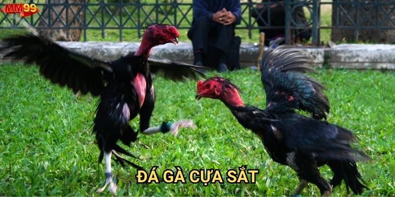 Đá gà cựa sắt tại MM99 có gì hấp dẫn đặc biệt?