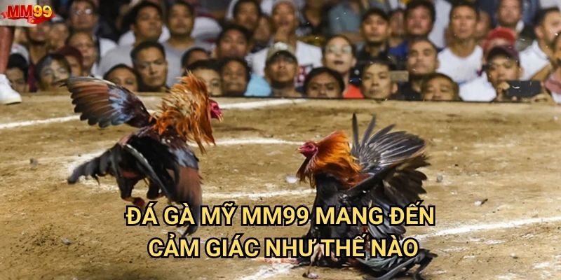 Đá gà mỹ tại MM99 có những ưu thế gì vượt trội? 2 Đá gà mỹ MM99 mang đến cảm giác như thế nào?