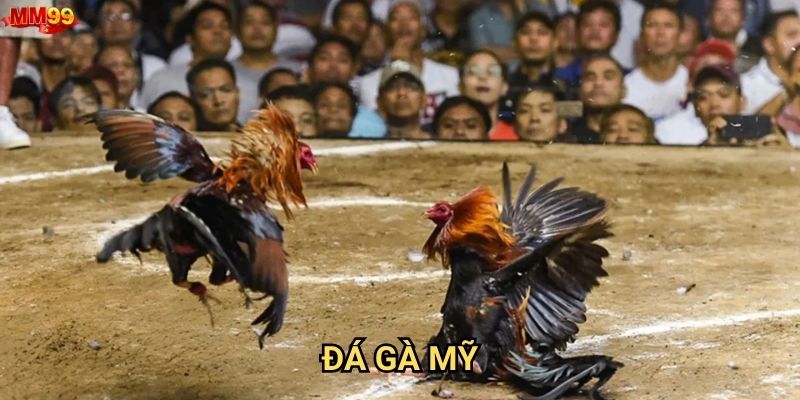 Đá gà mỹ tại MM99 có những ưu thế gì vượt trội?