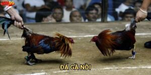 Đá gà nòi tại MM99 có gì đáng chú ý?