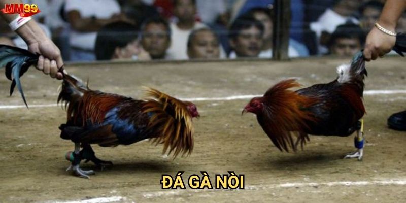 Đá gà nòi tại MM99 có gì đáng chú ý?