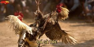 Đá gà tre tại MM99 có những điều gì thú vị?