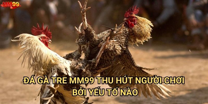 Đá gà tre tại MM99 có những điều gì thú vị? 2 Đá gà tre MM99 thu hút người chơi bởi yếu tố nào?