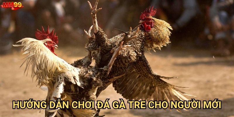 Đá gà tre tại MM99 có những điều gì thú vị? 3 Hướng dẫn chơi đá gà tre cho người mới